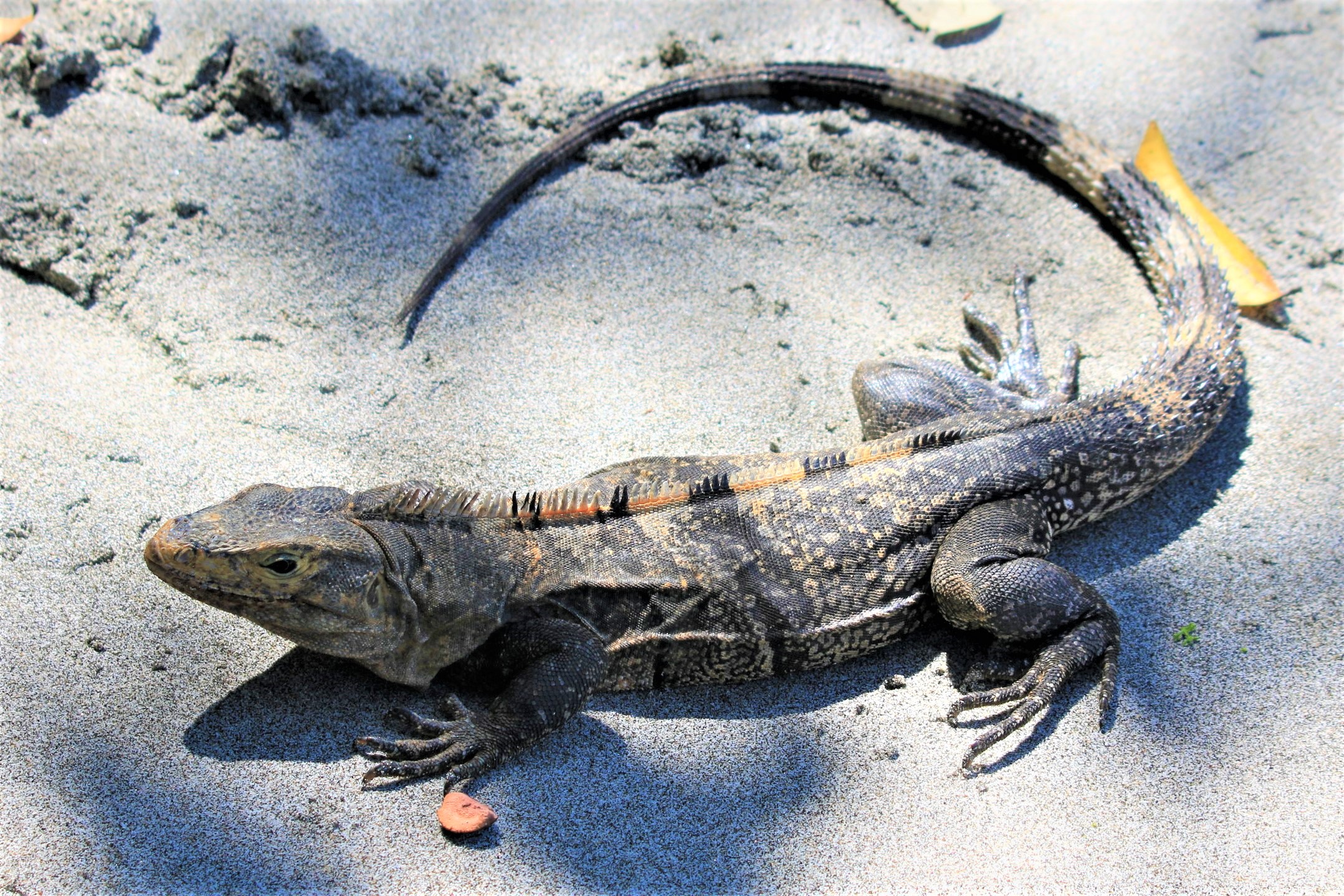 Costa Rica